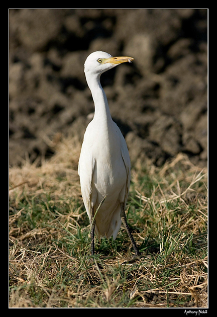 airone bianco maggiore