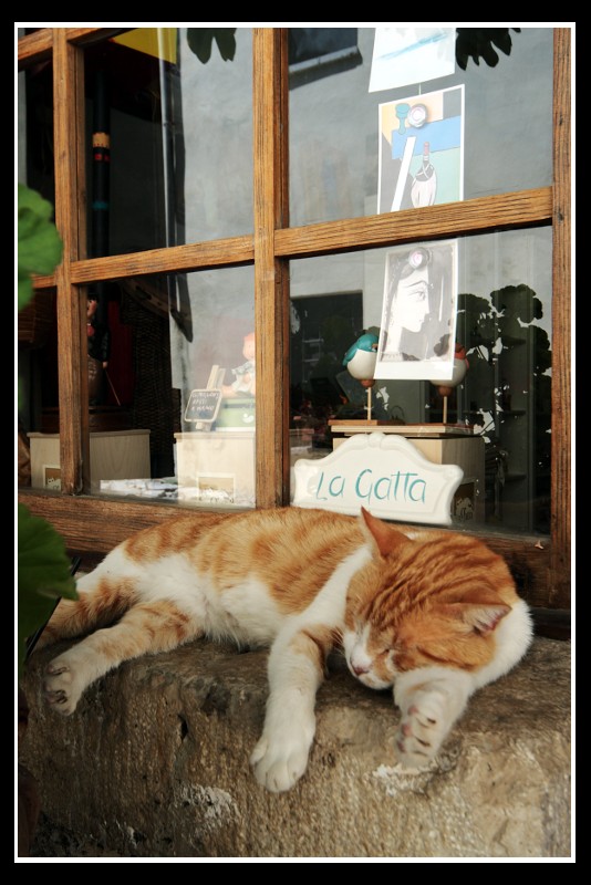 eccola li ... la gatta