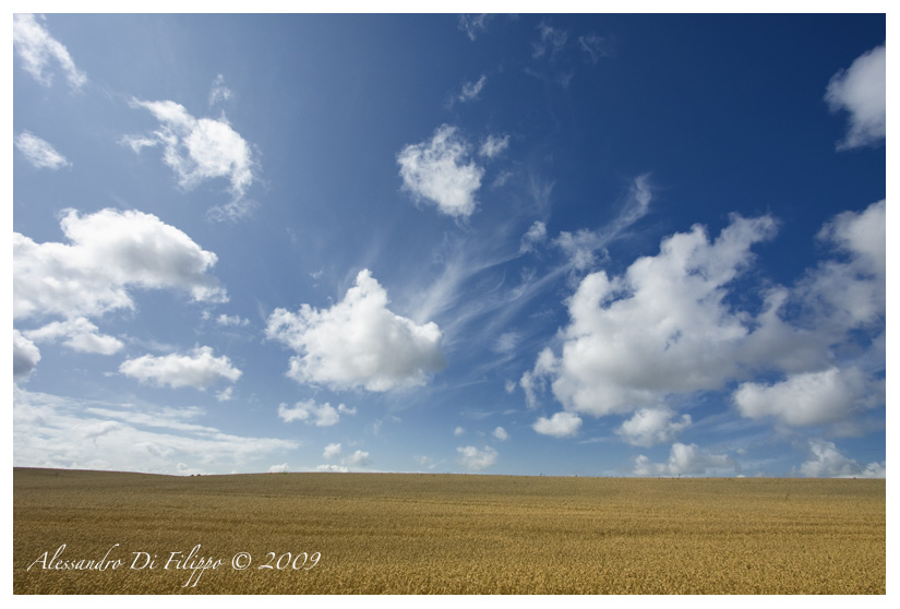 Grainfield and sky