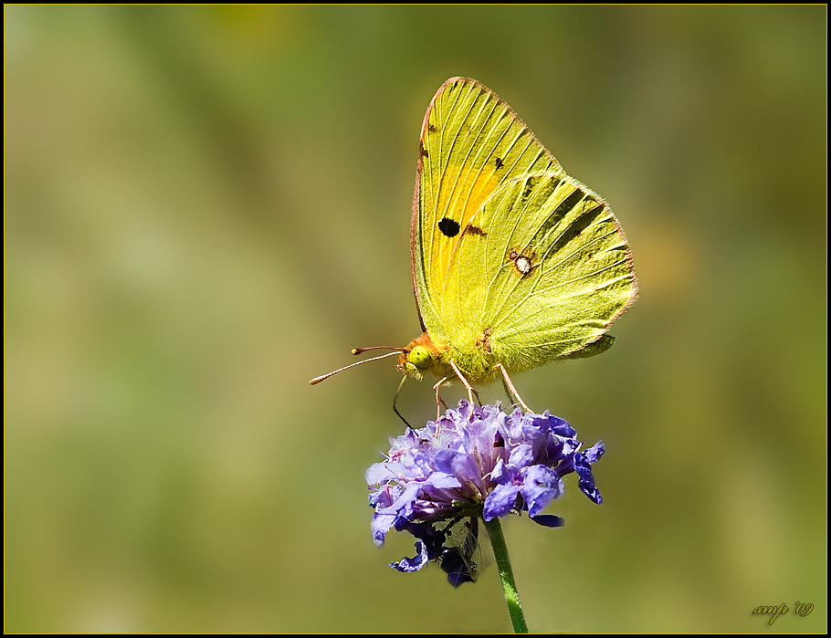 colias crocea