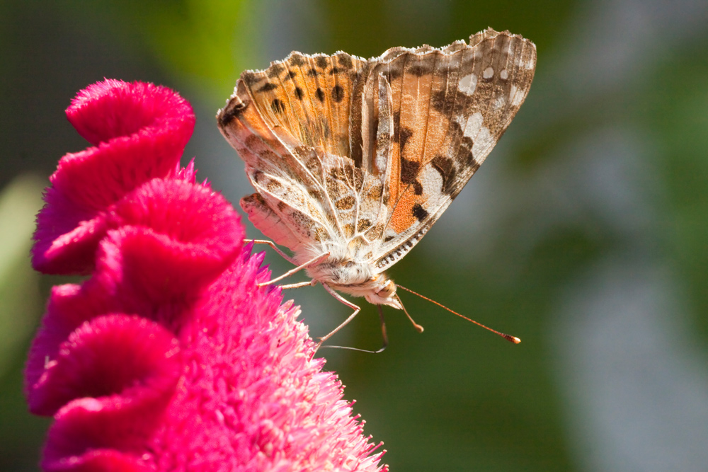 Farfalla Vanesse des chardons