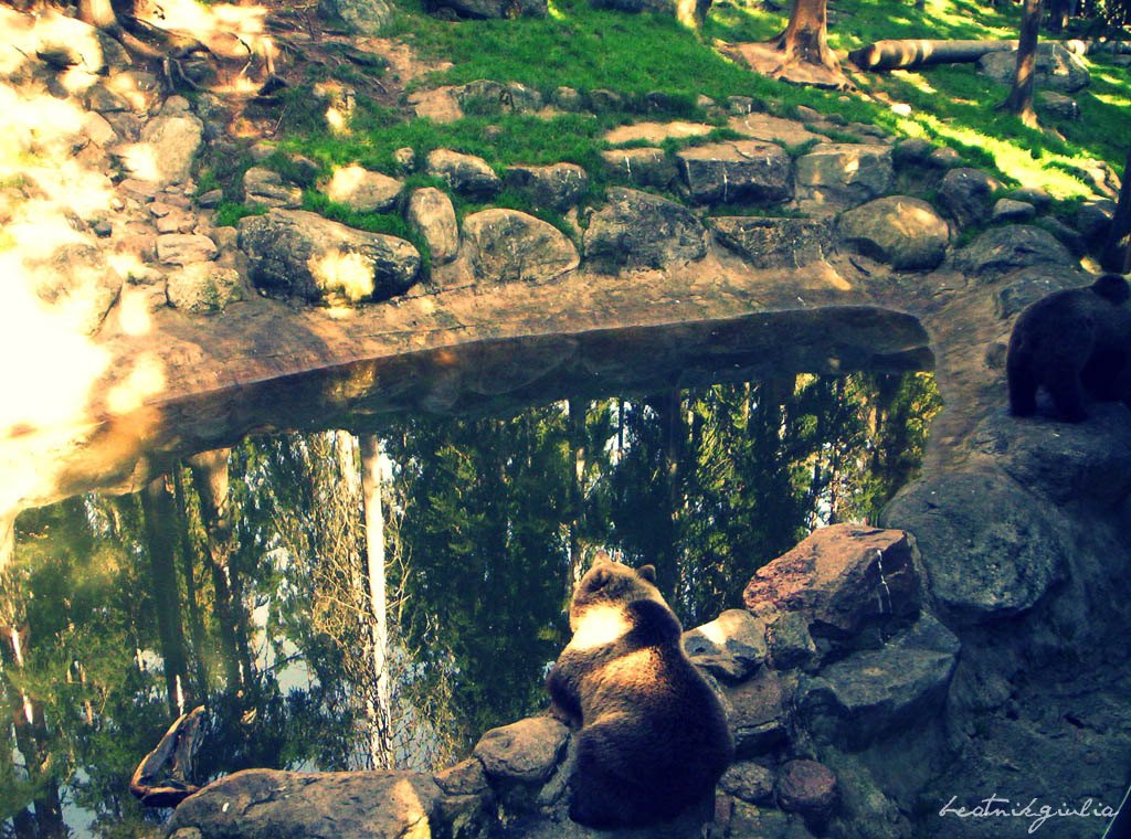 Where The Trees Have Leaves Of Prisms