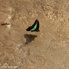 butterfly on the beach