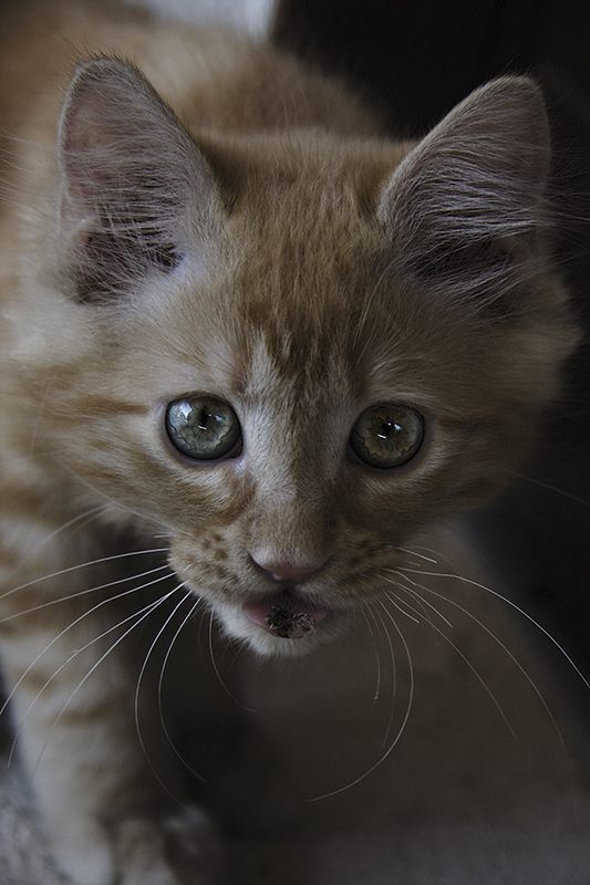 I geni del predatore