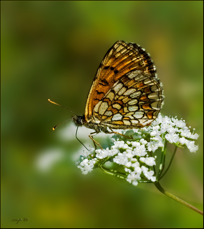 melitaea aetherie
