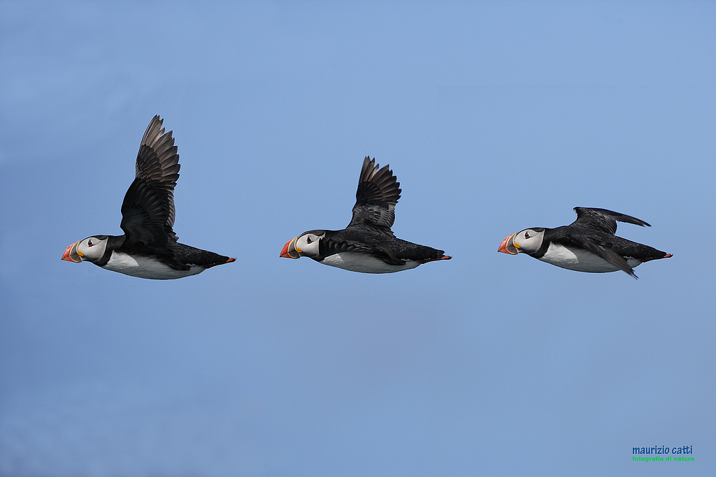 il volo dei pulcinella