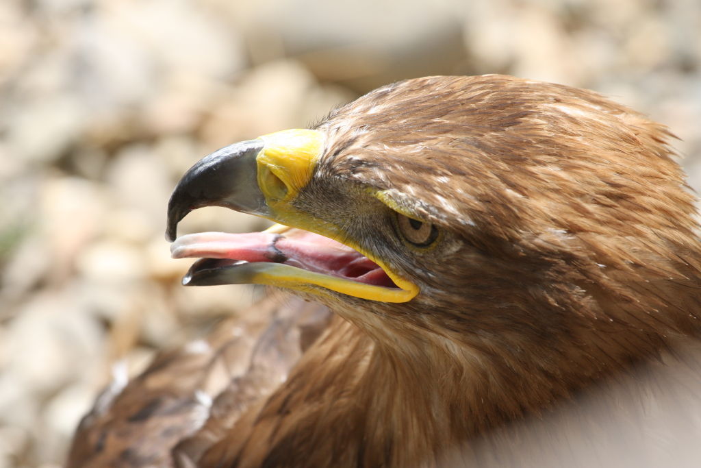 oasi di sant'alessio
