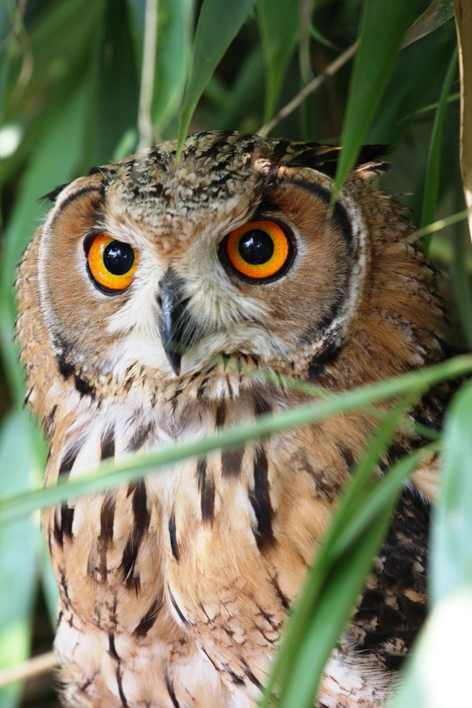 oasi di sant'alessio