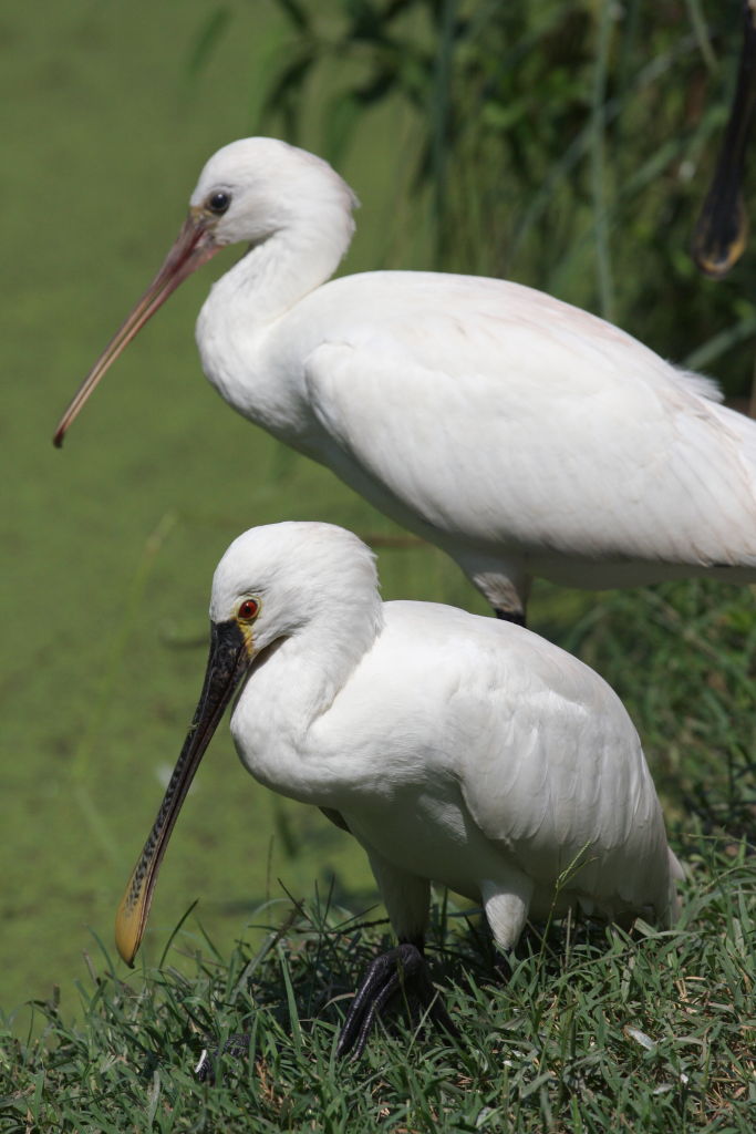 oasi di sant'alessio