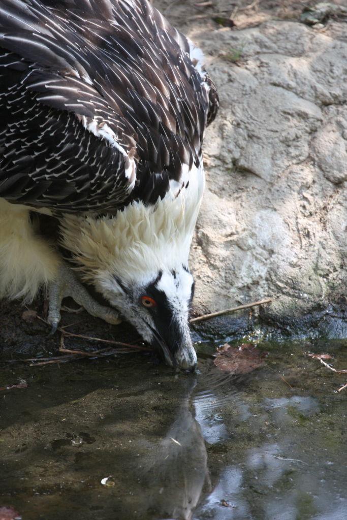 oasi di sant'alessio