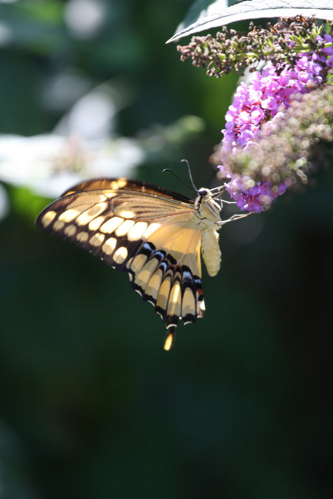 oasi di sant'alessio
