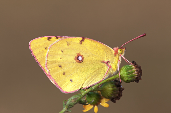 Colias