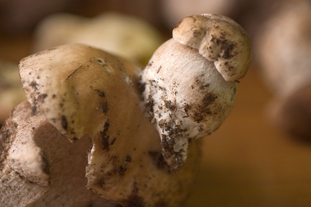 Boletus edulis