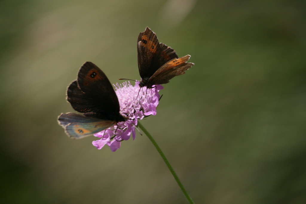 Farfalle in coppia..