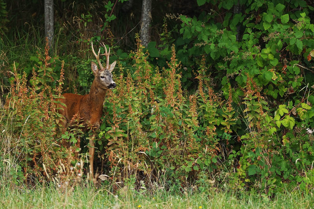 affacciarsi.. dal bosco