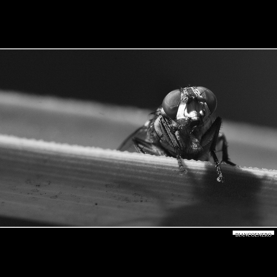 ::: UN MOMENTO DI PAUSA :::