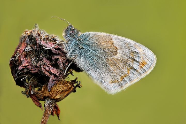 Coenonympha-pamphilus