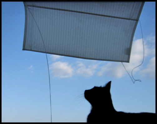 "Ma cosa diavolo... ?"