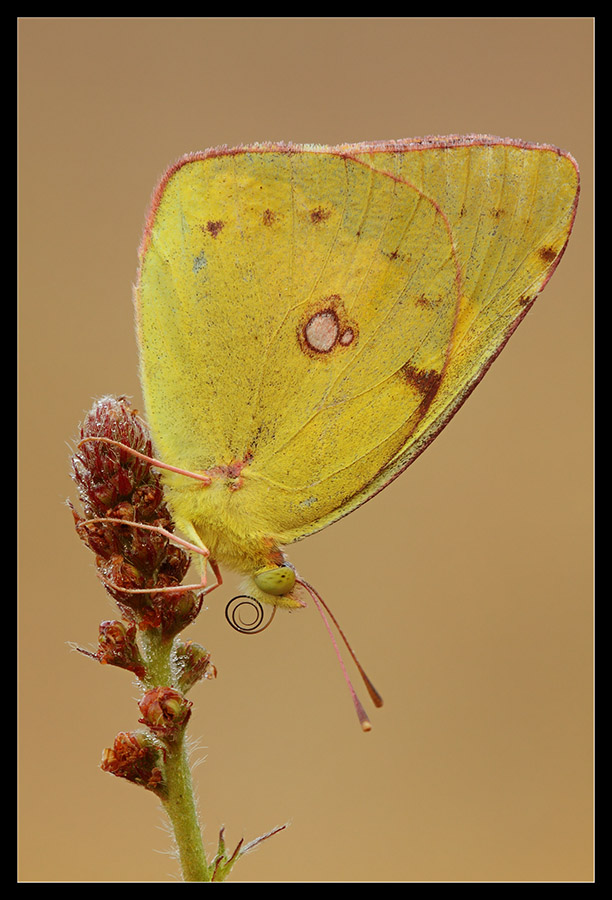 Colias crocea