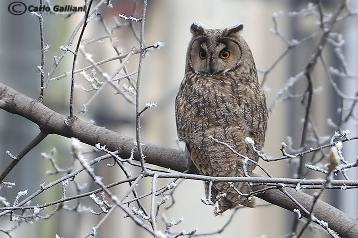Gufo invernale