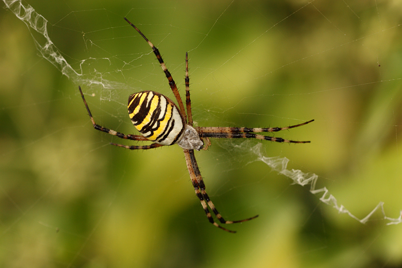 Argiope bruennichi Argiope bruennichi