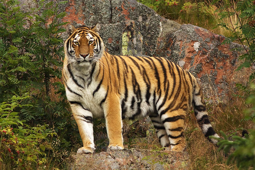 tigre siberiana