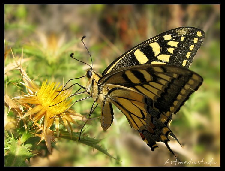 farfalla isola del giglio