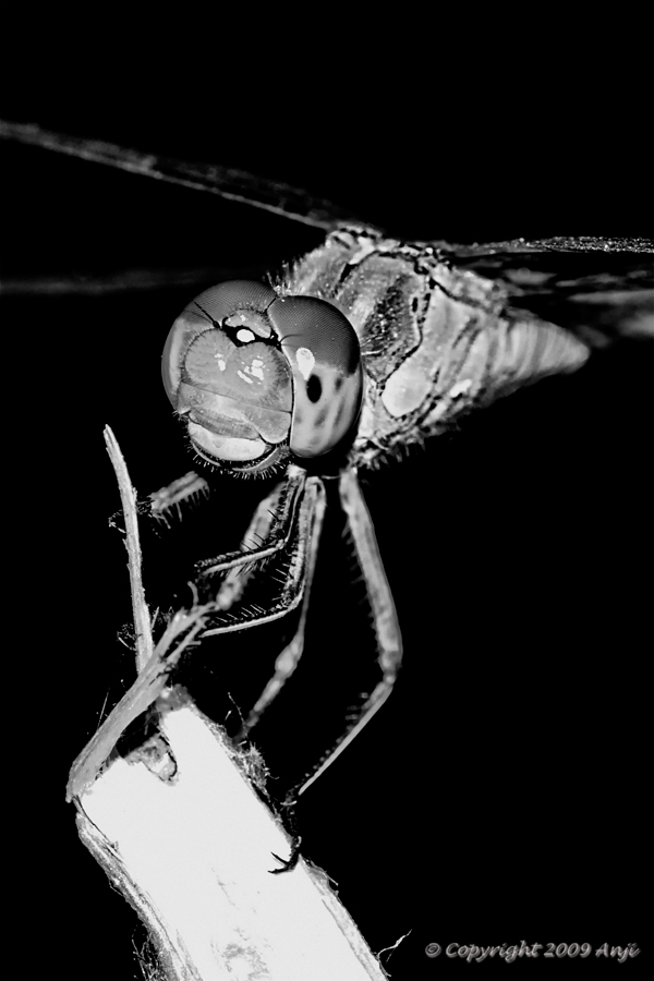 SORRISO CUUURIOOOSOOO