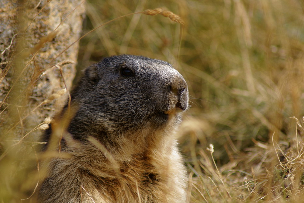 Ritratto di marmotte