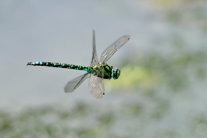 Libe in volo (prova)