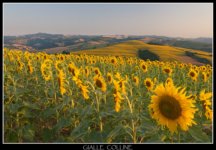 Gialle Colline