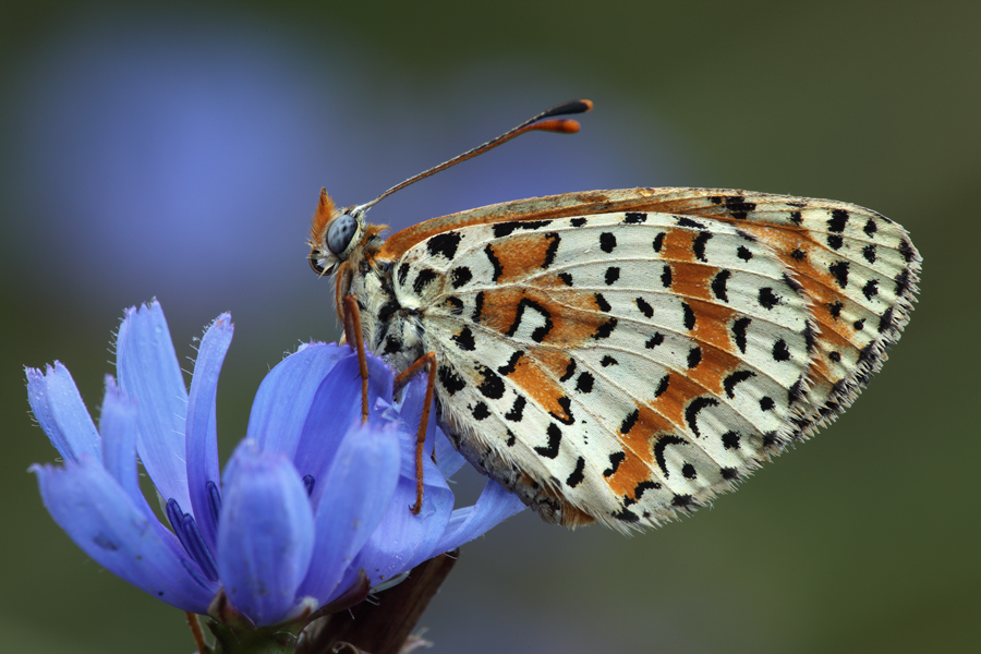 sul prato del cinghiale �