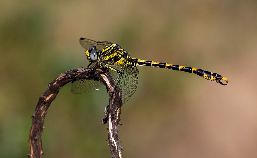 Onychogomphus uncatus