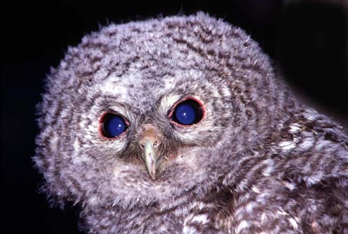 Un simpatico giovane allocco