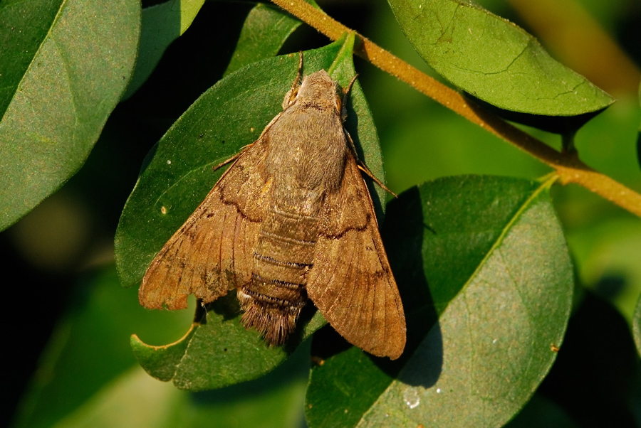 Macroglossa in riposo