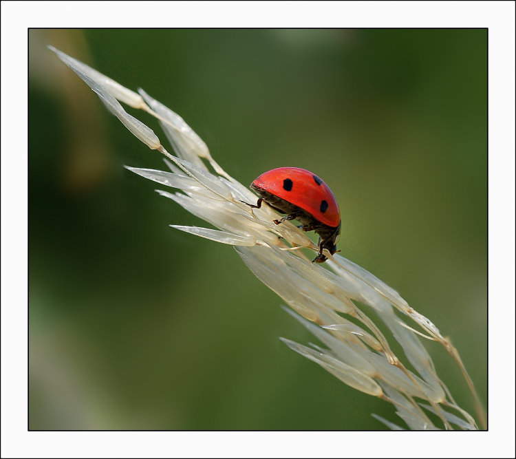 Coccinella