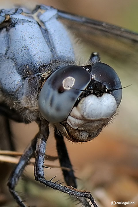 orthetrum da vicino