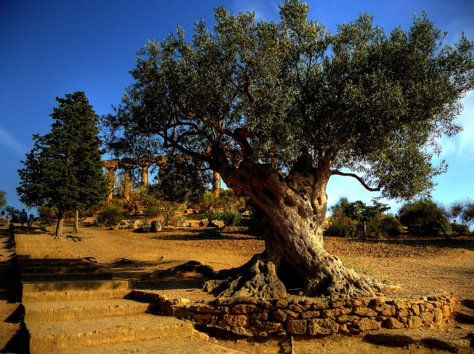 ulivo agrigentino
