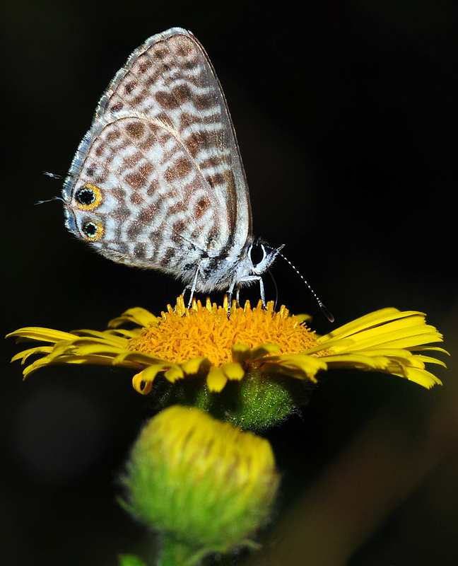 Leptotes pirithous