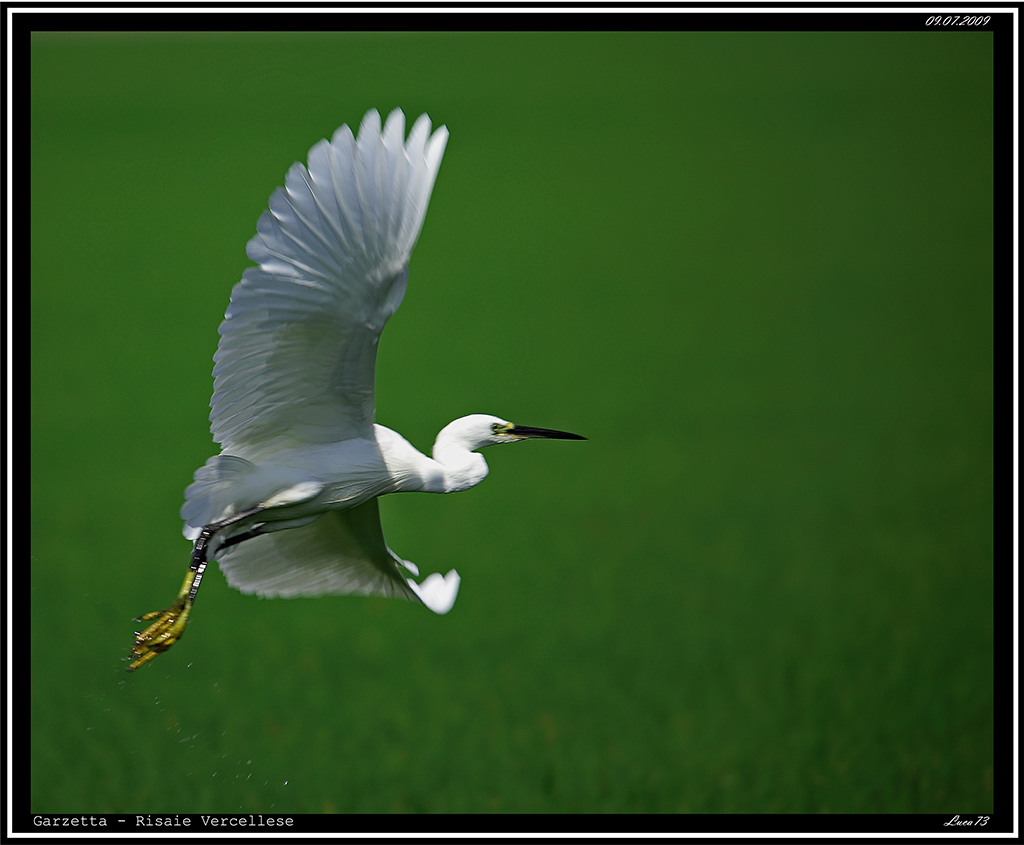 Garzetta # 15