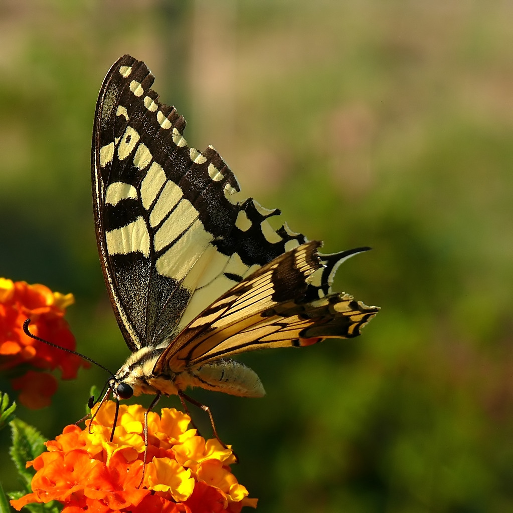 E' la prima volta....