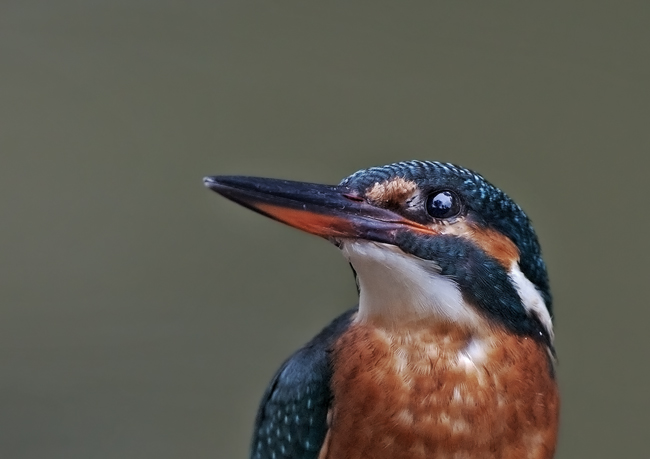 Martino femmina - ritratto