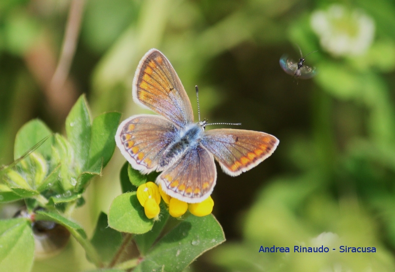 Farfalla e formica con ali