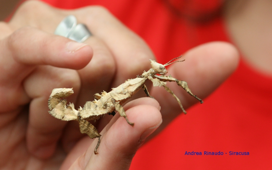 Insetto foglia secca