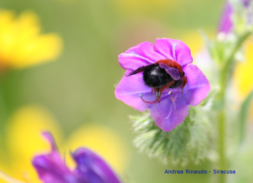 L'ape dentro il fiore
