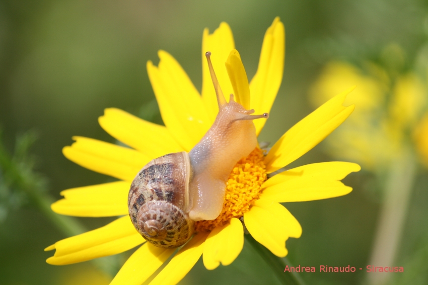Lumaca su margherita