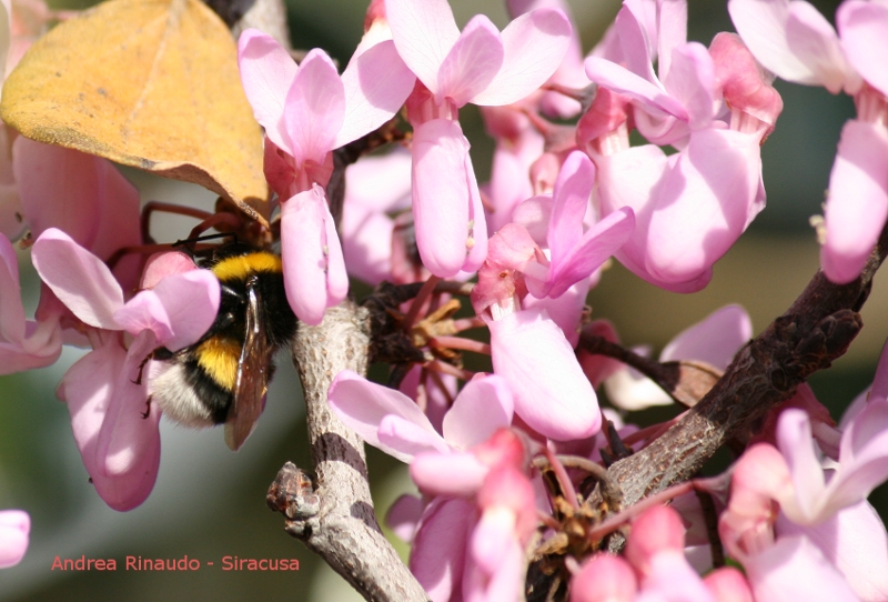 Ape su mandorlo in fiore