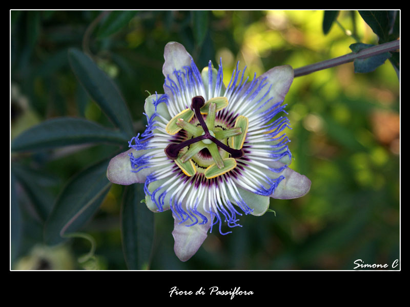 Fiore di Passiflora