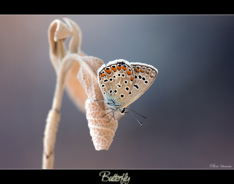 La piccola Farfallina