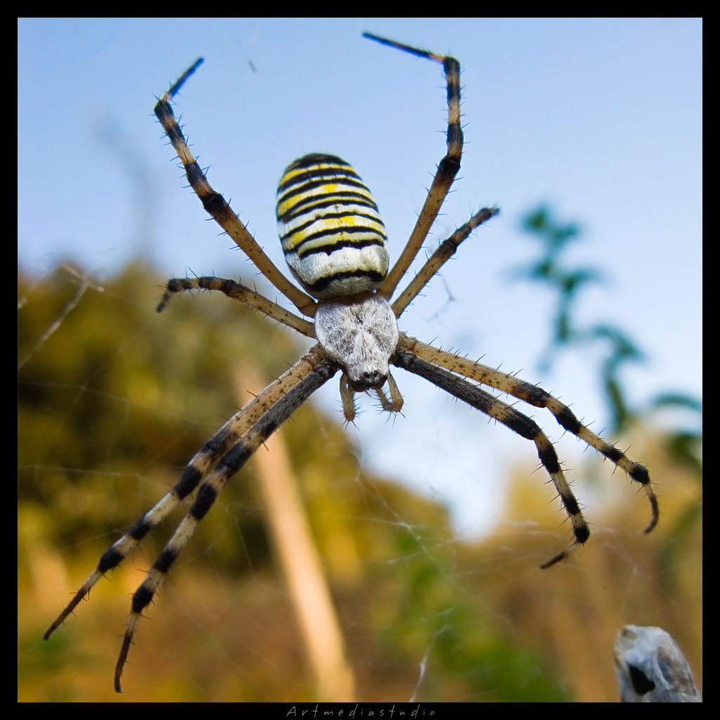 Argiope